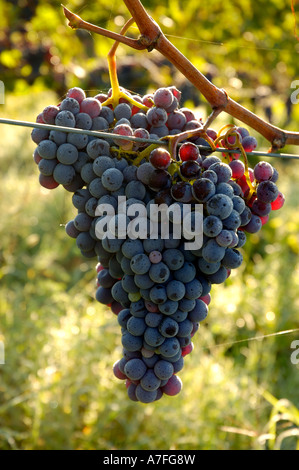 Sangiovese uve rosse cresce in una vite nella regione del Chianti in Toscana Italia nella prima mattina toscana Sunshine Winery Vineyard Backlit Foto Stock