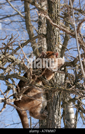 Mountain Lion Kitten fino a una quercia Foto Stock