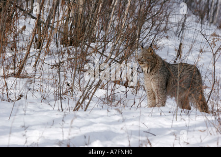 Lynx a piedi attraverso la vegetazione trovata nel nord degli Stati Uniti Foto Stock