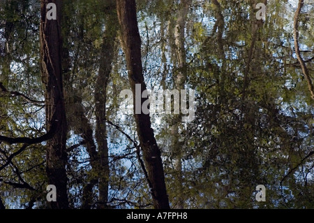 Riflessi di alberi in Lymington acqua di fiume Corpse Inclosure vicino a Brockenhurst New Forest Hampshire REGNO UNITO Foto Stock