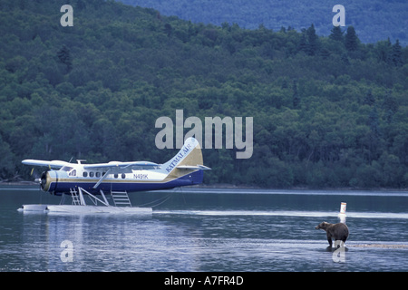 NA, STATI UNITI D'AMERICA, Alaska Katmai NP. Un orso bruno orologi come un float plane taxi per la spiaggia al lago Naknek Foto Stock