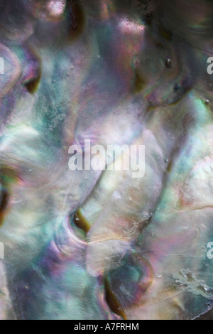 Abalone shell close up mostra madreperla Haliotis sp Foto Stock