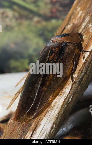 La morte la testa scarafaggio Blaberus craniifer Foto Stock