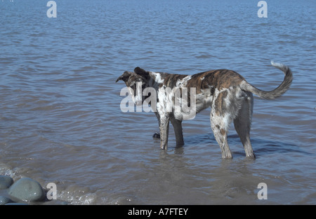 Lurcher cane giocando in mare. Somerset. In Inghilterra. Foto Stock