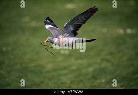 Colombaccio Columba palumbus Foto Stock