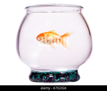 In Goldfish Bowl Foto Stock