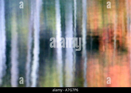 Abstract di tronchi di betulla riflessa nell'acqua, con Autunno a colori Foto Stock