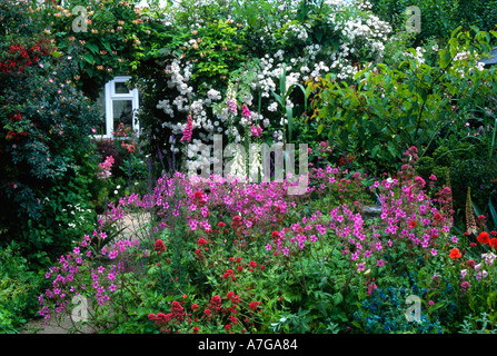 Garden Cottage con Rosa "Pauls Himalayan Musk' Foto Stock