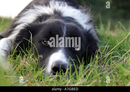 Collie di bordo Foto Stock