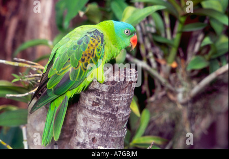 Blue Parrot naped Tanygnathus lucionensis un uccello unico per le Filippine Foto Stock