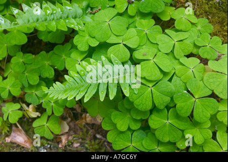 Wood sorrel con giovani felci che cresce in boschi a Becky Falls Parco Nazionale di Dartmoor Devon Gran Bretagna Foto Stock