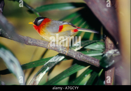 Argento eared Mesia Leiothrix argentauris un residente di foreste nel sud-ovest della Cina del nord e del sud-est asiatico Foto Stock