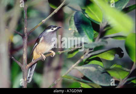 White eared Sibia Heterophasia auricularis un uccello unico per Taiwan Foto Stock