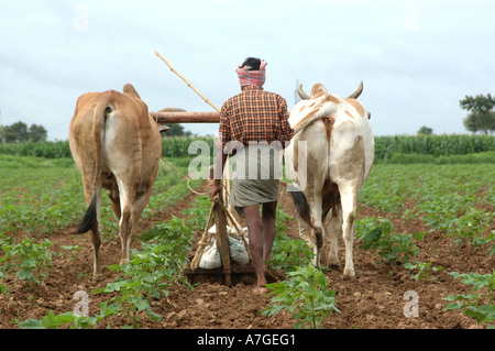 Coltivatore che aratura campo, India Foto Stock