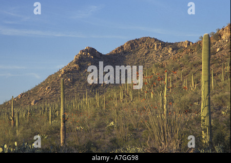 NA, STATI UNITI D'AMERICA, Arizona. Parco nazionale del Saguaro. Foresta del Saguaro con ocotillo Foto Stock