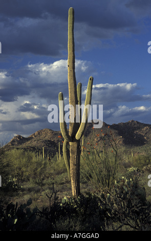 NA, STATI UNITI D'AMERICA, Arizona. Parco nazionale del Saguaro. Cactus Saguaro con ocotillo Foto Stock