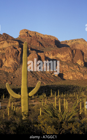 NA, STATI UNITI D'AMERICA, Arizona. Organo a canne Cactus monumento nazionale. Organo a canne e cactus Saguaro cactus Foto Stock