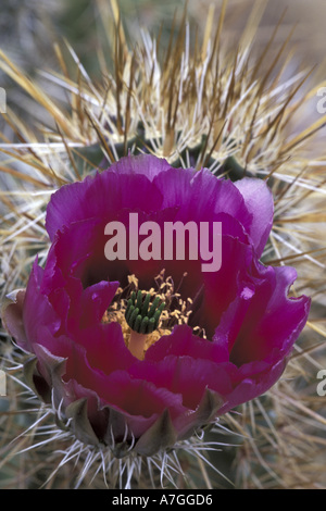 NA, STATI UNITI D'AMERICA, Arizona Saguaro NP. Fragola hedgehog (Echinococereus engelmanii). Dettaglio, la Missione di San Xavier del Bac Foto Stock