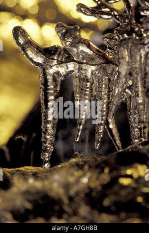 NA, Stati Uniti, California, Lake Tahoe ghiaccioli su Eagle Creek presso sunrise Foto Stock