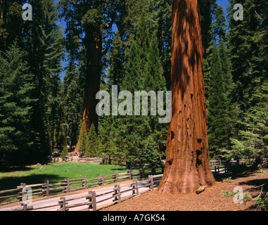 Visitatori presso la base del General Sherman Tree, la più grande cosa vivente sulla terra in Sequoia Kings Canyon Nat'l Park, CA Foto Stock