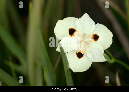 Louisiana Iris; Audubon Park, New Orleans, Louisiana Foto Stock