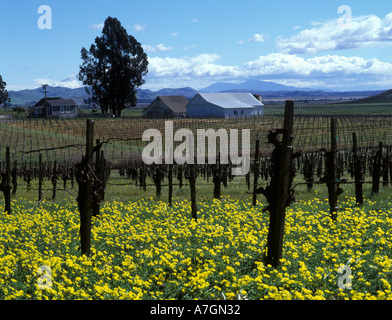 Stati Uniti, California, Napa Valley, Los Carneros ava.San Clair vigneti in primavera, crescendo Pinot Noir per la cantina di acacia. Foto Stock