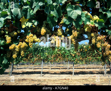 Stati Uniti, California, Arroyo Grande Ava, San Luis Obispo. Talley del vigneto dello Chardonnay Foto Stock