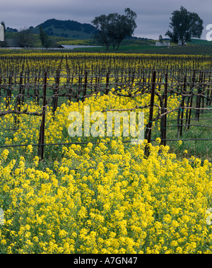 Stati Uniti, California, Napa Valley, Los Carneros ava.San Clair vigneti in primavera, crescendo Pinot Noir per la cantina di acacia. Foto Stock