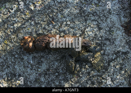 Unione RED FOX feci Vulpes vulpes Foto Stock