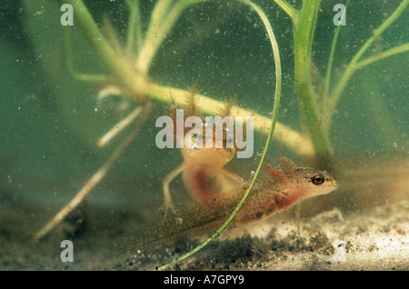 Grande tritone crestato italiano Triturus cristatus due newtpole larva o eft underwater Foto Stock