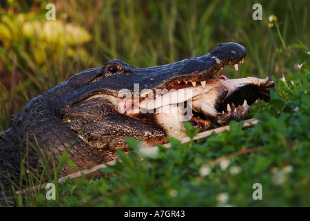 Il coccodrillo americano mangiare morbido tartaruga sgusciate, alligatore mississippiensis, Everglades National Park, Florida Foto Stock