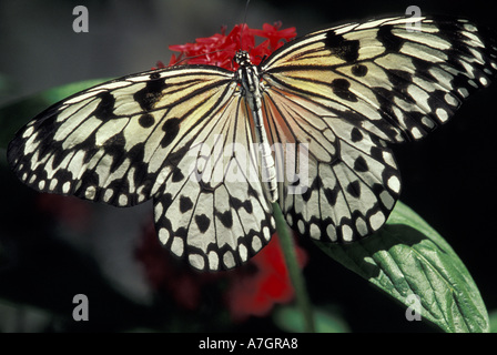 NA, STATI UNITI D'AMERICA, Florida, Ft. Lauderdale, Butterfly Mondo, mime comuni butterfly (Chilasa clytia) Foto Stock