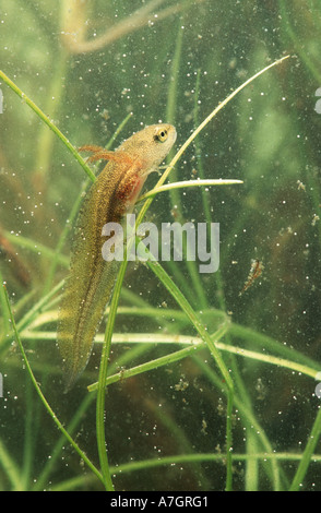 Grande tritone crestato italiano Triturus cristatus newtpole larva o eft underwater Foto Stock