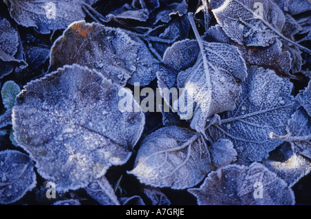 La mattina presto il gelo su foglie in giardino a autumntime regno unito Foto Stock