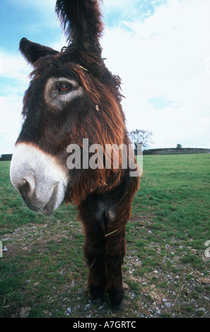 POITOU asino ritratto Foto Stock