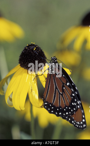 NA, STATI UNITI D'AMERICA, Florida, Florida centrale. Regina farfalla sulla black-eyed susan (Danaus gillipus), in una iarda posteriore Foto Stock