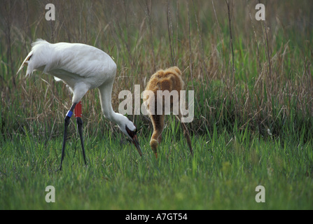 Stati Uniti d'America, Florida, maschio gru convulsa (Grus americana) alimentazione chick; specie in via di estinzione Foto Stock