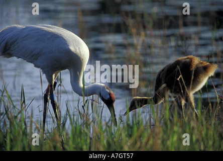 Stati Uniti d'America, Florida, pertosse gru pulcino di alimentazione (Grus americana); specie in via di estinzione Foto Stock