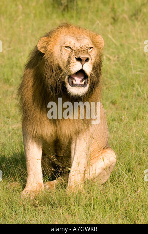 Maschio di leone ruggente in Kenya il Masai Mara Foto Stock