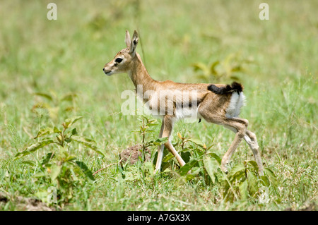 Neonato Thompsons gazzella a del Kenia Masai Mara Foto Stock