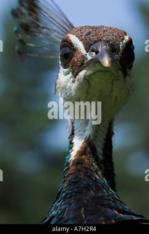 PEAFOWL COMUNE femmina o PEAHEN Pavo cristatus close up della testa Brownsea Island Dorset Regno Unito Foto Stock