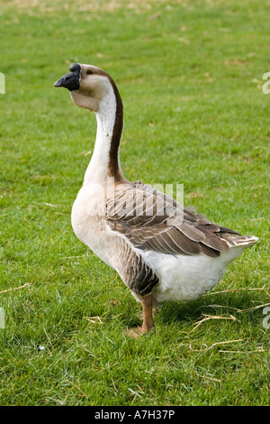 Cinese o Swan goose Anser cygnoides razza rara fiducia Cotswold Farm Park Tempio Guiting vicino a Stow on the Wold Regno Unito Foto Stock