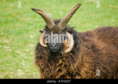 Testa di quattro Hebridian cornuta o St Kilda pecore di razza rara fiducia Cotswold Farm Park Regno Unito Foto Stock