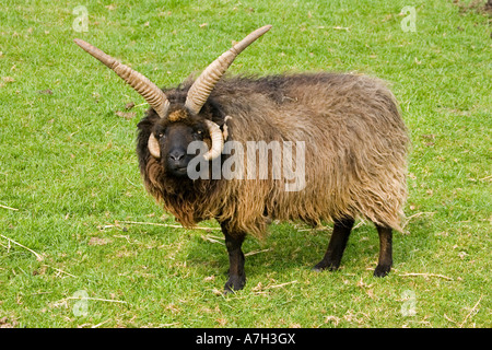 Quattro Hebridian cornuta o St Kilda pecore di razza rara fiducia Cotswold Farm Park Regno Unito Foto Stock