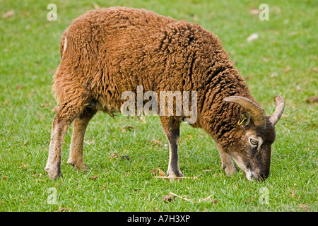 Pecore Soay versando il suo vello e il pascolo razza rara fiducia Cotswold Farm Park Foto Stock