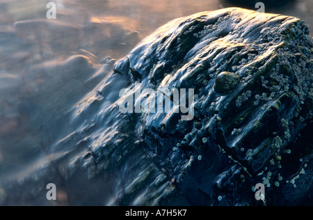 Patellidae europea. Limpet sulla roccia. Skye, Scozia. Foto Stock