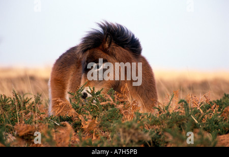 Exmoor Pony Foal, Exmoor National Park, Inghilterra Foto Stock