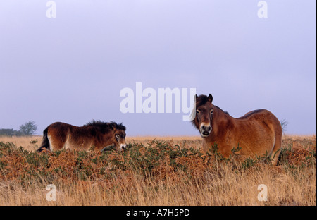 Exmoor pony. Parco Nazionale di Exmoor, Inghilterra. Foto Stock