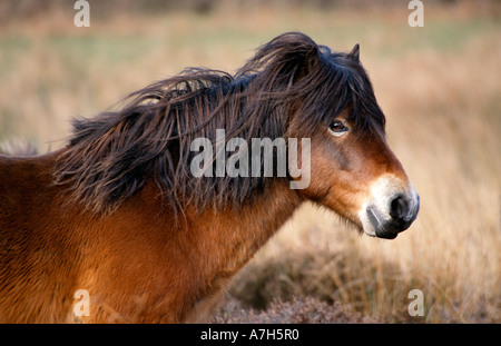 Exmoor pony. Parco Nazionale di Exmoor, Inghilterra. Foto Stock