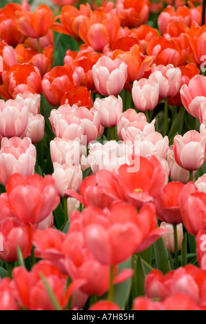 Vivace fila di tulipani rosa rossi (Liliaceae) che fioriscono nei giardini Keukenhof, Lisse, Olanda. Splendida esposizione floreale primaverile in un giardino olandese. Foto Stock